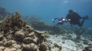 Curacao çevresindeki Karayip Denizi 'nde Elkhorn Mercanı ve dalgıcı ile mercan resifleri.