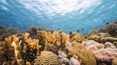 Karayip Denizi / Curacao 'daki mercan resiflerinin sığ sularında balık, mercan ve süngerle kaplanmış deniz.