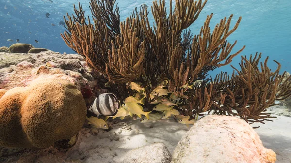 Море Коралового Рифу Карибському Морі Навколо Куракао Yellowtail Snapper Butterflyfish — стокове фото