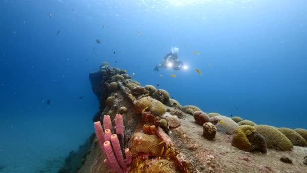 Duiker en scheepswrak "Black Sand Wreck" in koraalrif van Caribische zee rond Curacao — Stockvideo