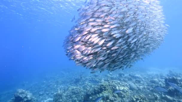 Bait ball / escola de peixes em água turquesa de recife de coral no Mar do Caribe / Curaçao — Vídeo de Stock