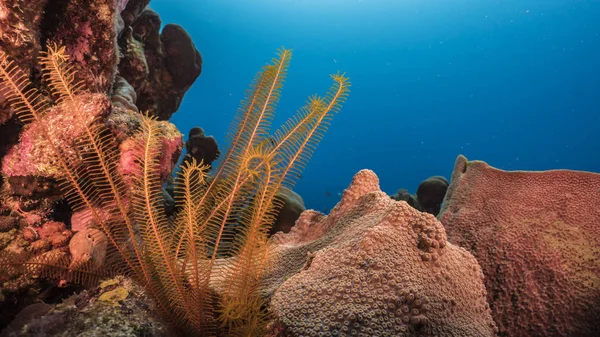 Море Коралового Рифу Карибському Морі Куракао Коралом Губкою Золотим Криноїдом — стокове фото