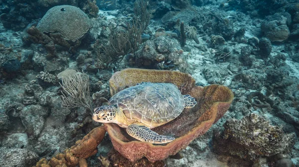 Green Sea Turtle rest in sponge in turquoise water of coral reef - Caribbean Sea / Curacao