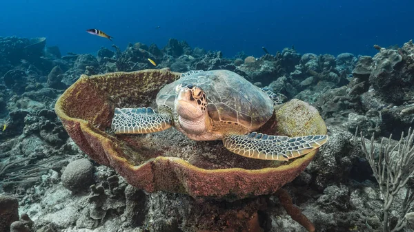 Descanso Tartaruga Marinha Verde Esponja Água Turquesa Recife Coral Mar — Fotografia de Stock