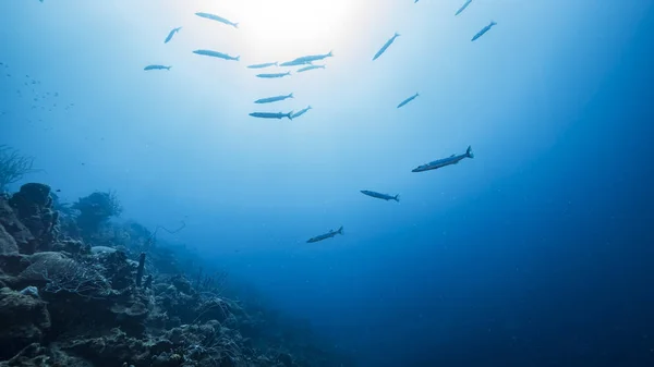 Escuela Barracuda Aguas Turquesas Arrecife Coral Mar Caribe Curazao — Foto de Stock