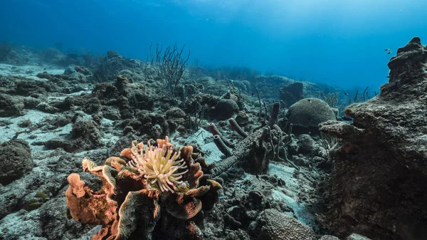 Przylądek Morski Rafy Koralowej Morzu Karaibskim Wokół Curacao Amoniakiem Morskim — Zdjęcie stockowe