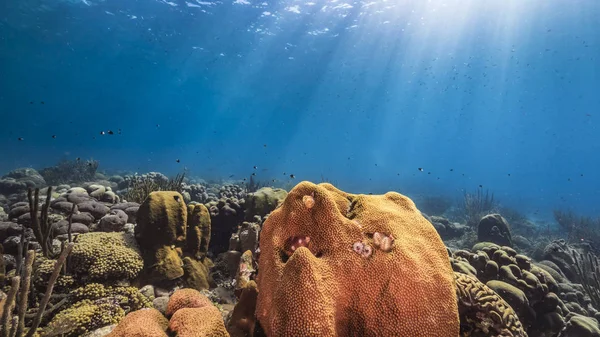 Море Коралового Рифу Карибському Морі Навколо Куракао Рибою Коралом Губкою — стокове фото