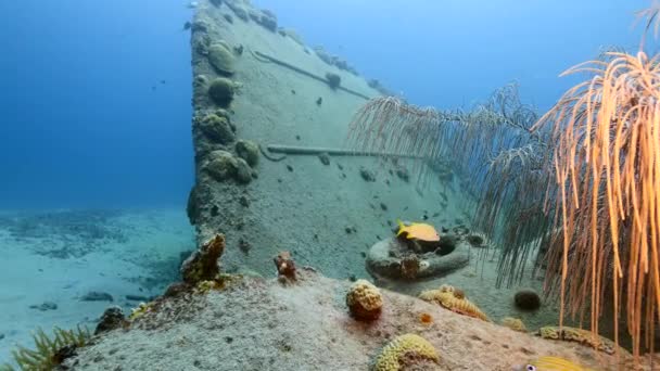 Curacao çevresindeki Karayip denizinin mercan kayalıklarında "Kara Kum Enkazı" adlı gemi enkazı. — Stok video