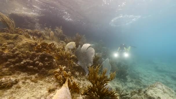 Slow Motion: Paisaje marino en aguas poco profundas de arrecife de coral en el Mar Caribe alrededor de Curazao con Gorgonian Coral / Sea Fan and Diver — Vídeos de Stock
