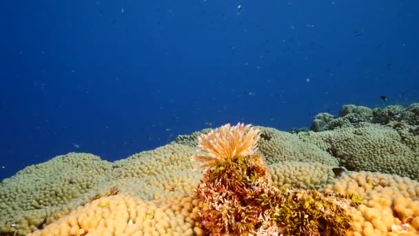 Slow Motion: Paisaje marino del arrecife de coral en el Mar Caribe / Curazao con peces, coral y gusano plumero — Vídeo de stock