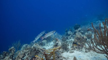 Karayip Denizi / Curacao 'daki mercan resiflerinin turkuaz sularında Barakuda, mercan ve süngerle birlikte deniz manzarası.