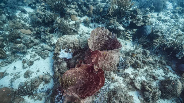 Paisaje Marino Arrecife Coral Mar Caribe Curazao Con Peces Coral — Foto de Stock