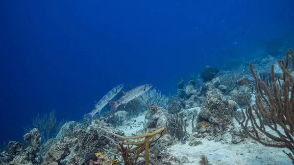 Seascape Turquoise Water Coral Reef Caribbean Sea Curacao Barracuda Coral — Stock Photo, Image