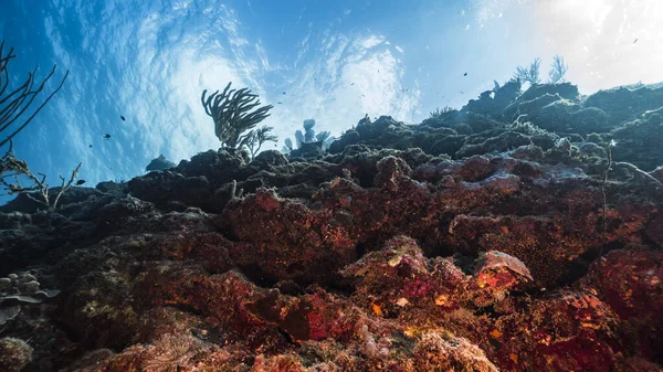 カラカオ周辺のカリブ海のサンゴ礁の海にはサンゴとスポンジがあり 表面への眺め — ストック写真