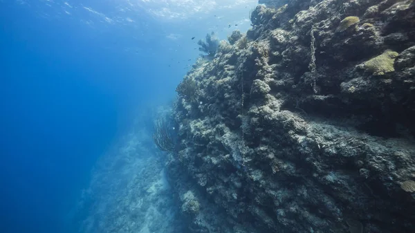 Морской Пейзаж Бирюзовой Воде Кораллового Рифа Карибском Море Кюрасао Рыбой — стоковое фото