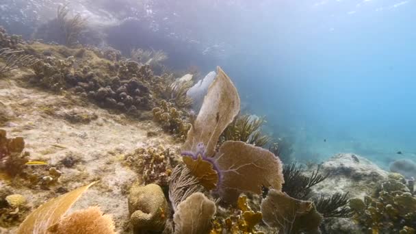 スローモーション:ゴルゴニアンサンゴとキュラソー周辺のカリブ海のサンゴ礁の浅い水の中の海/海のファン — ストック動画