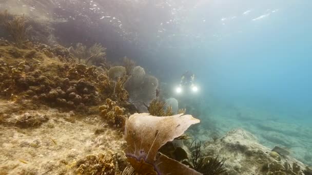 Zeitlupe: Meereslandschaft im flachen Wasser des Korallenriffs in der Karibik rund um Curaçao mit Gorgonien-Korallenfächer und Taucher — Stockvideo