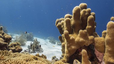 Curacao çevresindeki Karayip Denizi 'ndeki mercan resiflerinin sığ sularında sütun mercan ve süngerle kaplı deniz burnu.