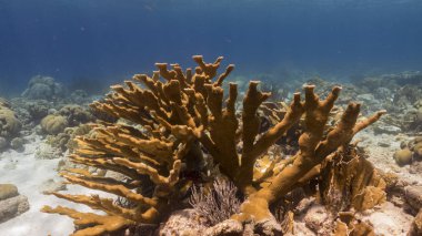 Seascape in shallow water of coral reef in the Caribbean Sea around Curacao with Elkhorn Coral and sponge