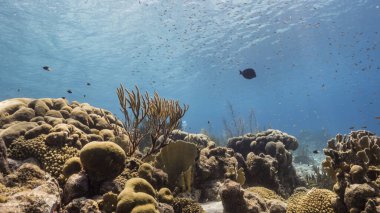 Karayip Denizi / Curacao 'da balık mercanı ve süngerle mercan resifi denizi
