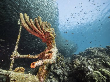 Karayip Denizi / Curacao 'daki mercan resiflerinin turkuaz sularındaki balık topu / okulu