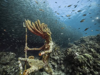 Karayip Denizi / Curacao 'daki mercan resiflerinin turkuaz sularındaki balık topu / okulu