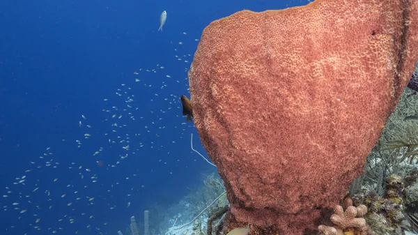 Paisaje Marino Arrecife Coral Mar Caribe Curazao Con Peces Coral — Foto de Stock