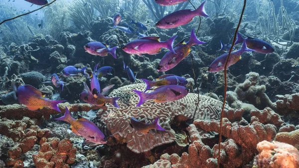 Przylądek Morski Rafy Koralowej Morzu Karaibskim Wokół Curacao Creole Wrasse — Zdjęcie stockowe