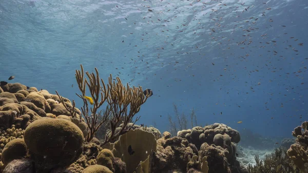 Havslandskap Korallrev Karibiska Havet Curacao Med Fiskkorall Och Svamp — Stockfoto