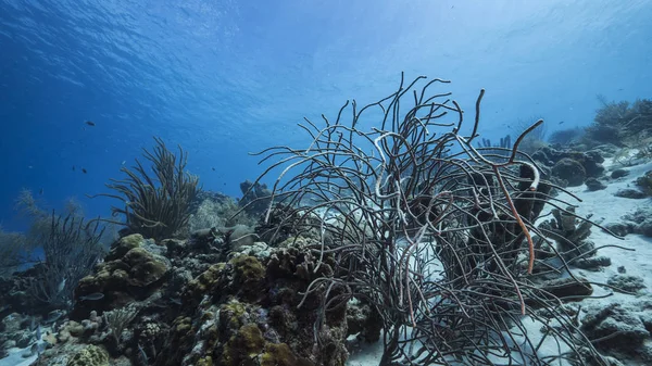 Havslandskap Turkost Vatten Korallrev Karibiska Havet Curacao Med Barracuda Korall — Stockfoto