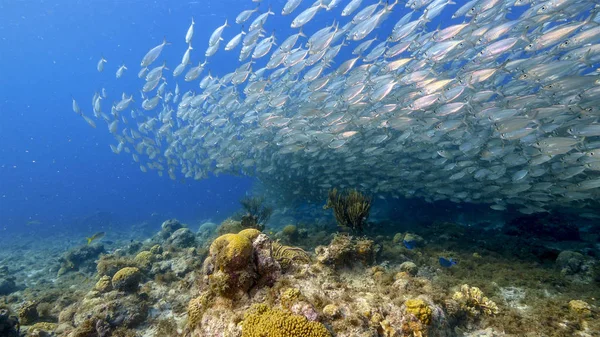 Рибна Куля Школа Риб Мілководді Коралового Рифу Ставка Карибському Морі — стокове фото