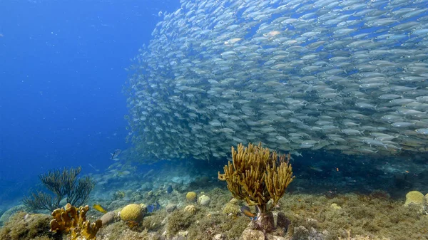 カリブ海のサンゴ礁とスポンジの浅海魚群 キュラソー島 — ストック写真