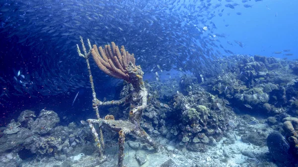 Рибна Куля Школа Риб Бірюзовій Воді Коралового Рифу Карибському Морі — стокове фото