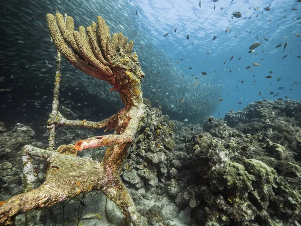 カリブ海のサンゴ礁のターコイズブルーの海の魚群 キュラソー島 — ストック写真