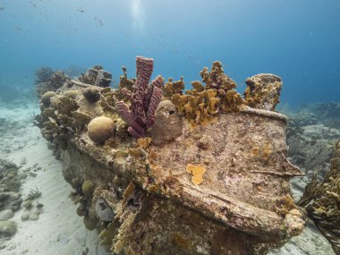 Curacao çevresindeki Karayip denizindeki mercan resiflerinin sığ sularında gemi enkazı 