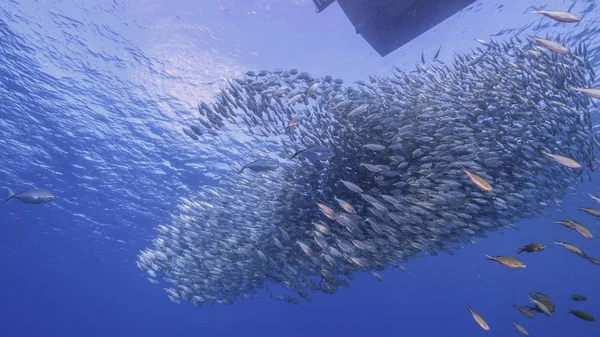 Bola Cebo Escuela Peces Agua Turquesa Arrecife Coral Mar Caribe —  Fotos de Stock