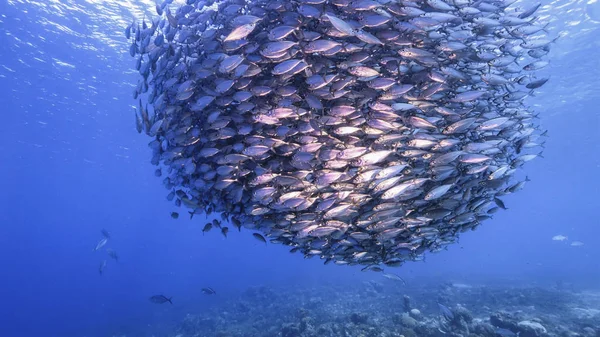 Наживка Рыба Бирюзовой Воде Кораллового Рифа Карибском Море Curacao — стоковое фото