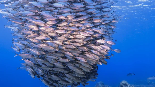 Bait ball / school of fish in turquoise water of coral reef  in Caribbean Sea / Curacao
