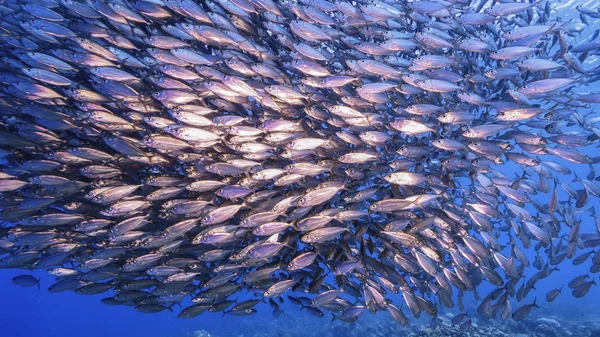 Bait Ball Escola Peixes Água Turquesa Recife Coral Mar Caribe — Fotografia de Stock