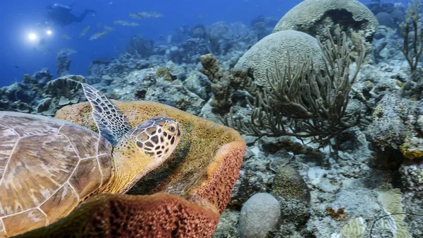 Green Sea Turtle Rest Sponge Turquoise Water Coral Reef Caribbean — Stock Photo, Image