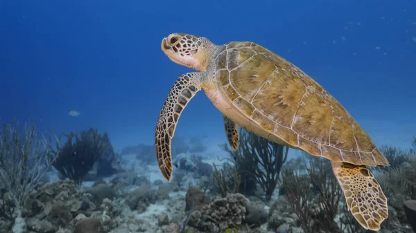 Green Sea Turtle Rest Sponge Turquoise Water Coral Reef Caribbean — Stock Photo, Image