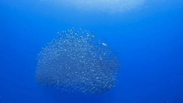 Bait Ball School Fish Turquoise Water Reef Caribbean Sea Curacao — 스톡 사진