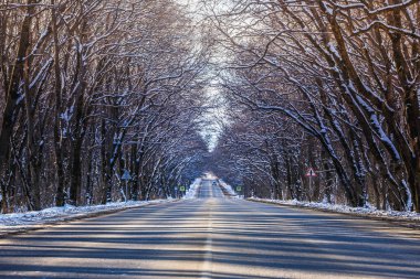 Kış yol ağaçları arasında. Mevsim için karşılık gelen: Sonbahar, kış, Bahar. Gün, hafif Don, yumuşak güneş ve uzun gölgeler yol çapraz. Bir cadde dalları, ağaç ve yol çizgileri oluşturmak.