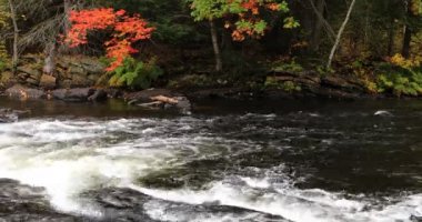 4 k Ultrahd Rapids'de Algonquin Güz