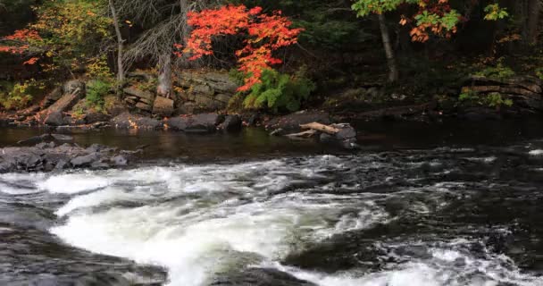 4K UltraHD Rapids en Algonquin en otoño — Vídeos de Stock