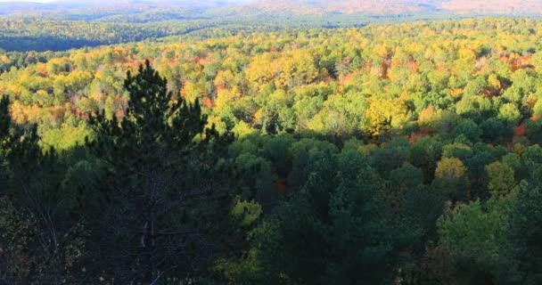 4 к Ultrahd Algonquin ліс восени — стокове відео