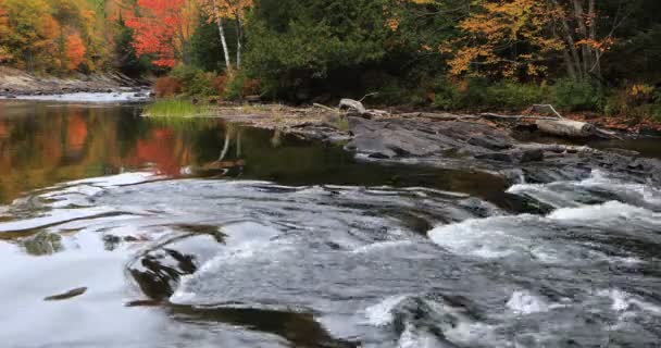 4k ultrahd Stromschnellen in Algonquin im Herbst — Stockvideo