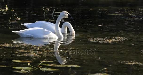 4 k Ultrahd utfodring Trumpetaren Swan, Cygnus buccinator — Stockvideo