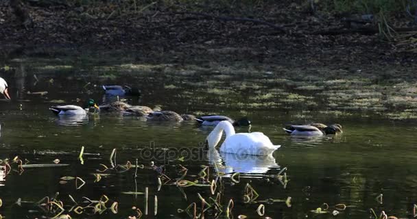 Cisne trompetista UltraHD 4K, buccinador Cygnus, alimentación — Vídeos de Stock