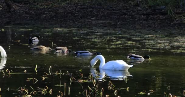 4 k Ultrahd Trumpeter Swan, Cygnus buccinator — Stockvideo